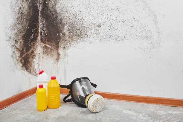 Best Emergency Mold Removal  in Hideaway, TX