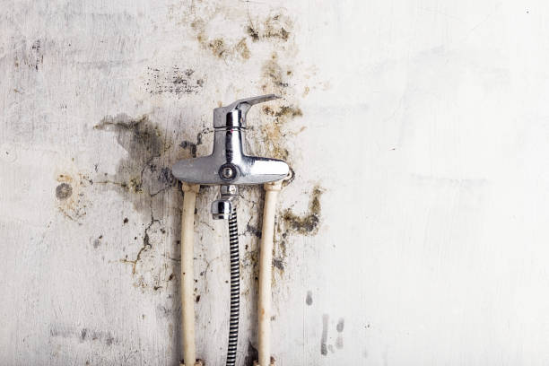 Best Toxic Mold Removal  in Hideaway, TX
