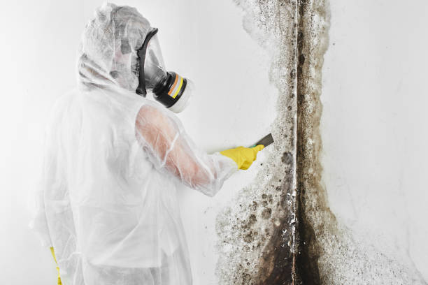 Best Professional Mold Removal  in Hideaway, TX