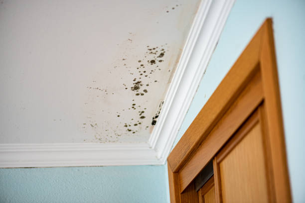 Best Mold Removal Company Near Me  in Hideaway, TX