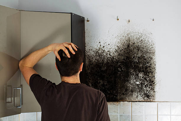Mold Removal and Inspection in Hideaway, TX