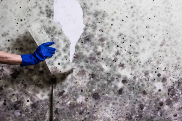 Certified Mold Removal in Hideaway, TX