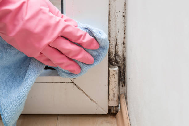 Best Fast Mold Removal  in Hideaway, TX