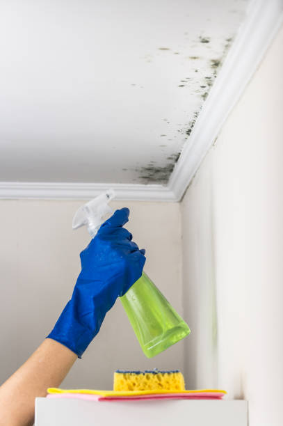Best Office Mold Removal Services  in Hideaway, TX
