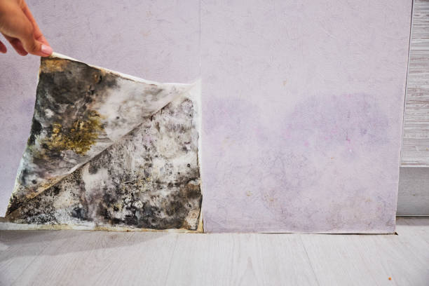 Home Mold Removal in Hideaway, TX